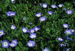 Blue Flowers