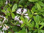 Rhododendrons And Azaleas Study, Learn to grow Plants-Study gardening ...
